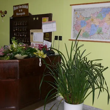 Orchidea